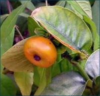 cehap turmeric supplement